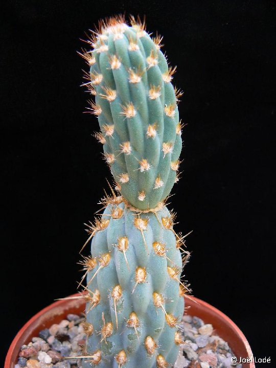 Miquelopuntia miquelii ©JLcoll.4823